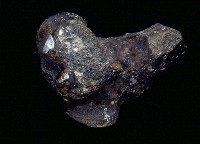 藏品(牛股骨遠端)的圖片